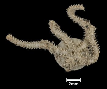 Media type: image;   Invertebrate Zoology OPH-3892 Description: Underside view of single ophiuroid specimen with a scale bar.;  Aspect: ventral